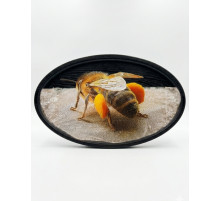 Фотокартина на натуральному зрізі берези (32–35 см)