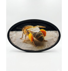 Фотокартина на натуральному зрізі берези (32–35 см)