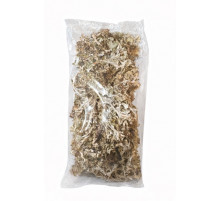 Ісландський мох (Цетрарія ісландська)