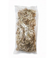 Ісландський мох (Цетрарія ісландська)