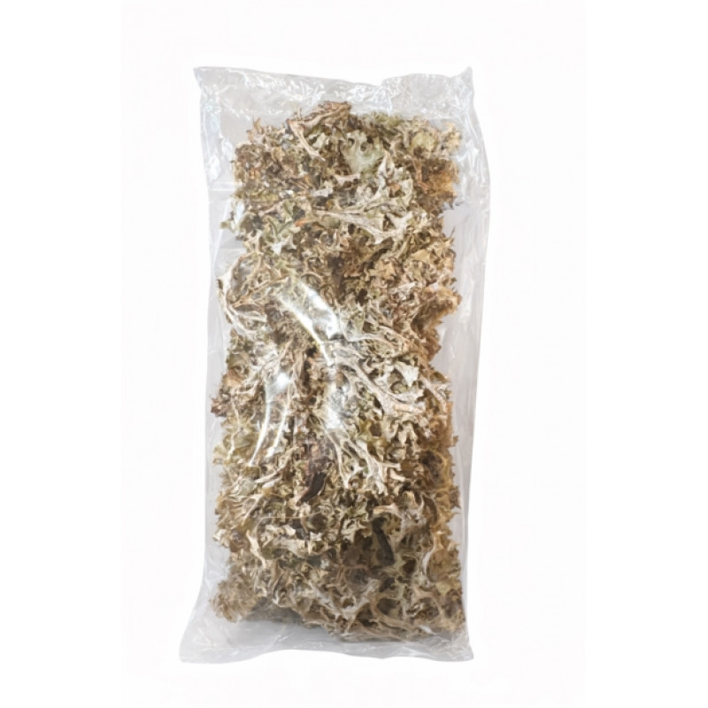 Ісландський мох (Цетрарія ісландська)