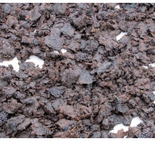 Закуповуємо мерву (воскосировину)