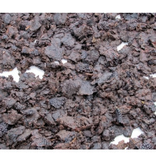 Закуповуємо мерву (воскосировину)